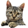 diegocat